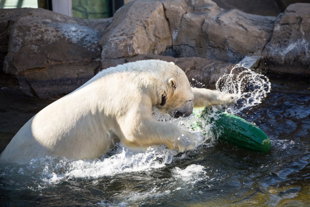 KC Zoo Polar Bear